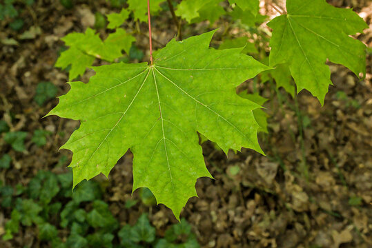  Closeup of the bright green palmately lobed leaf of a norway maple tree - Acer platanoides 