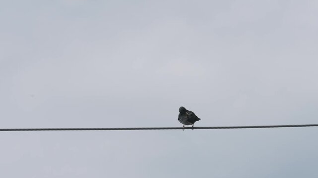 Starling bird Ring Ouzel cleaning its feathers while perched on wire.