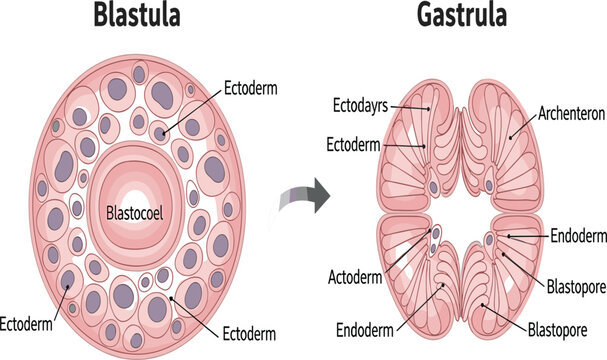 Blastula and Gastrula Embryonic Development Diagram Showing Ectoderm, Endoderm, Blastocoel, and Blastopore Structure in Early Animal Embryology Biology Education Vector