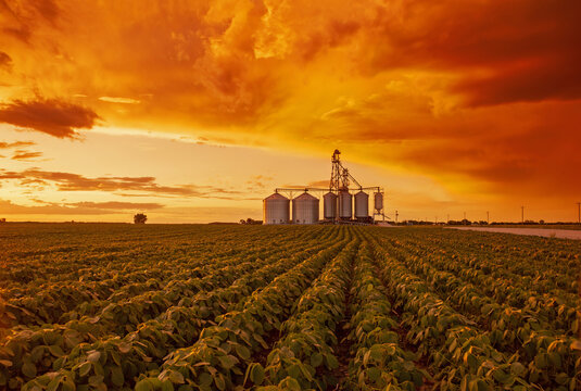 a mid-growth soybean field, farmer's inland terminal in the background, Niverville, Manitoba, Canada