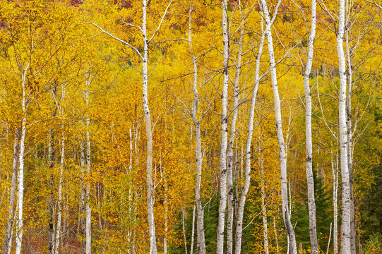  autumn colours in poplar forest near Nipigon,  Ontario, Canada