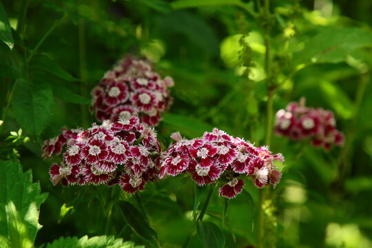 Bartnelken in der Natur