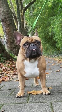 Close-up portrait of a French Bulldog