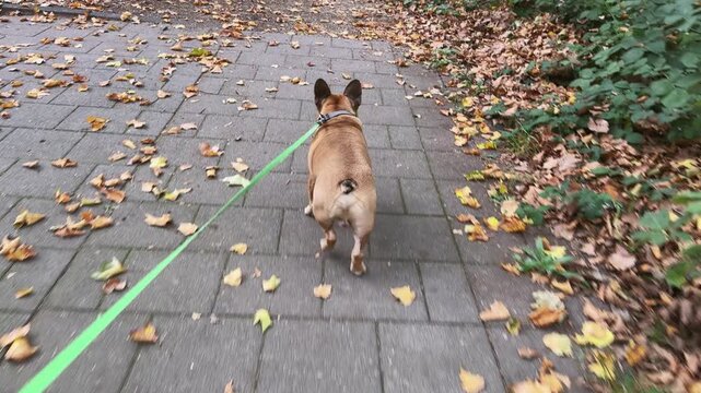 Cute French Bulldog strolling on a leash in autumn scenery.