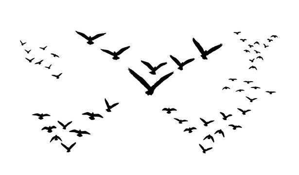 Grunge brush flying birds flock set hand drawn marker style sky silhouettes vector
