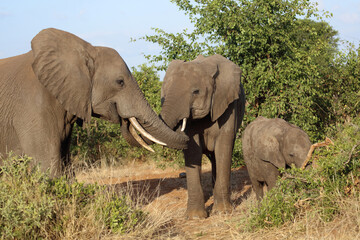 Fototapeta premium Afrikanischer Elefant / African elephant / Loxodonta africana