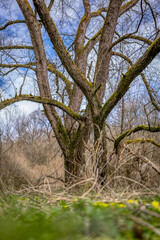 Fototapeta premium Old tree with moss-covered branches in early spring landscape