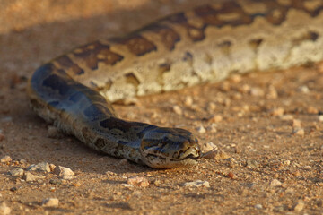 Fototapeta premium Südlicher Felsenpython / Southern African rock python / Python natalensis
