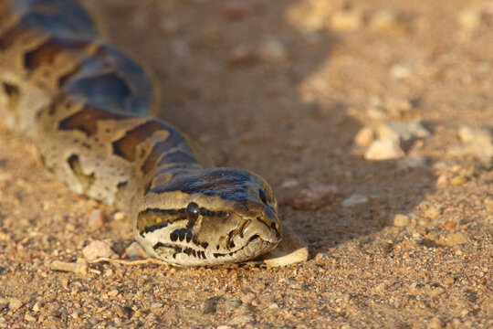 S&uuml;dlicher Felsenpython / Southern African rock python / Python natalensis