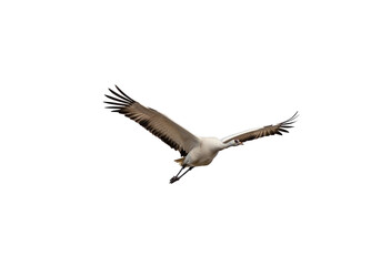 Fototapeta premium Graceful pelican soaring in open sky with outstretched wings