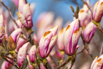 Soft pink buds hint at spring's gentle arrival. Delicate petals blush with fading peach and mauve hues. Branches bear buds poised to bloom against a dreamy blue sky © Jakob