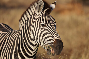 Naklejka premium Steppenzebra / Burchell's zebra / Equus quagga burchellii