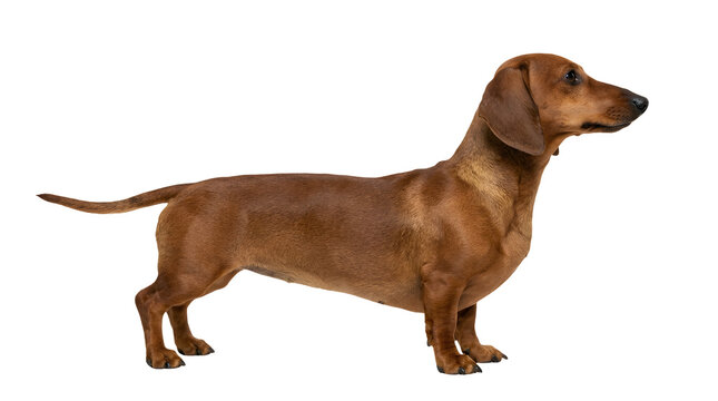 Adorable tan dachshund dog standing alert, profile view, isolated on transparent background