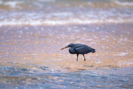 closeup of a beach with a black sea bird