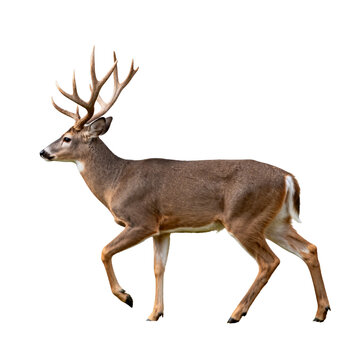 [Transparent Background PNG]Male White - tailed Deer with Antlers