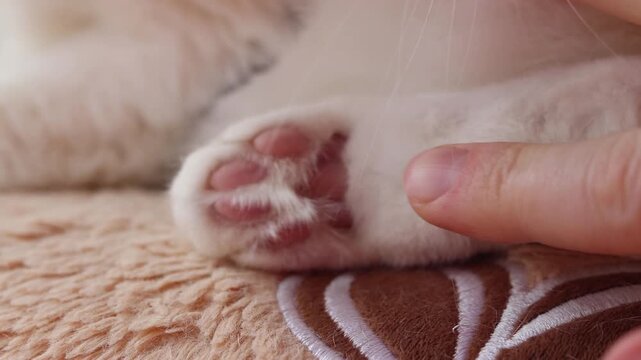 Cat paw close-up. Cat's hind paw with pink pads. Pet resting on a soft pillow. Cat's hind limb. Coziness