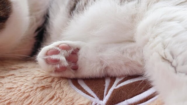 Cat paw close-up. Cat's hind paw with pink pads. Pet resting on a soft pillow. Cat's hind limb. Coziness