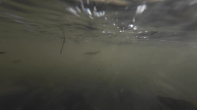 Close underwater shot of leaves and small branches moving in a gently flowing stream, capturing texture and natural motion