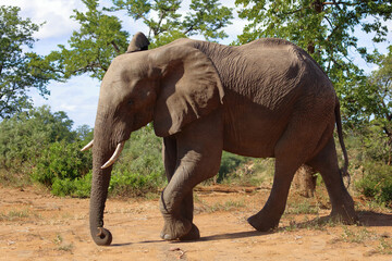 Fototapeta premium Afrikanischer Elefant / African elephant / Loxodonta africana