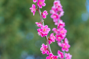 Obraz premium Pink blossoms bloom along a slender branch. Soft focus background enhances floral detail. Vibrant petals suggest spring's gentle arrival. Ideal for seasonal, nature, or renewal themes