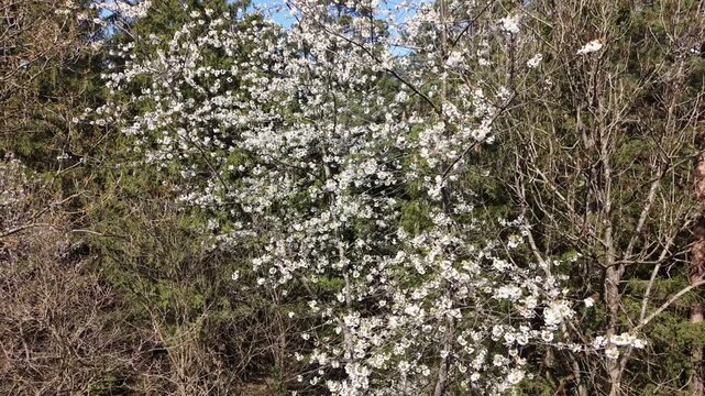 Drone pulling back from a blooming tree surrounded by dry trees, highlighting contrast between winter and spring in a quiet natural setting.