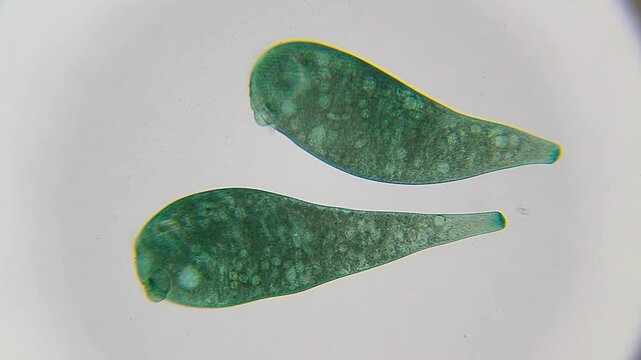 Two Stentor ciliates moving in close proximity under 100x brightfield microscopy. 4K scientific microscopy footage.