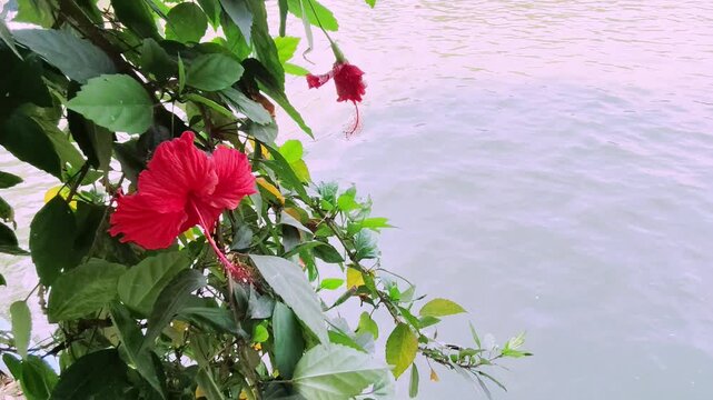 A Vibrant Red Hibiscus Blooming Peacefully Near the Soothing Sound of Water