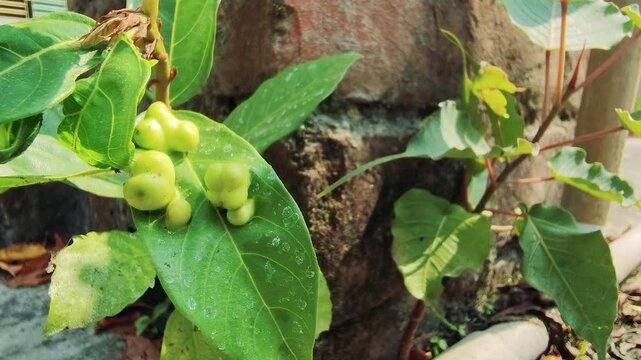 The Mysterious Bumps on Leaves Understanding Plant Gall Formations