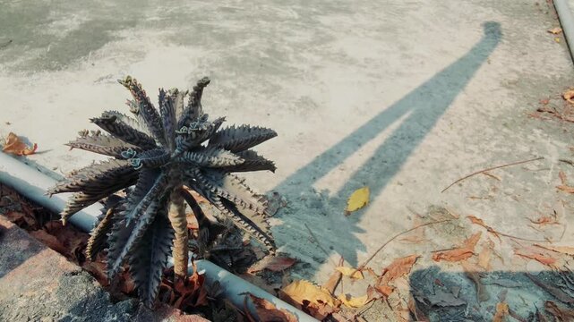 The Resilient Charm of Rooftop Sago Palms and Miniature Trees in Urban Spaces