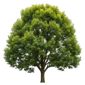A lush green deciduous tree with dense foliage and a broad canopy