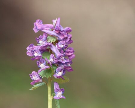 Beautiful spring flower Corydalis solida (fumewort)