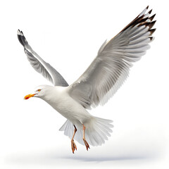 Fototapeta premium Seagull in flight with white background and open wings soaring