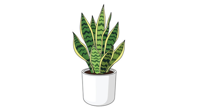 Illustration of a snake plant in a simple white ceramic pot