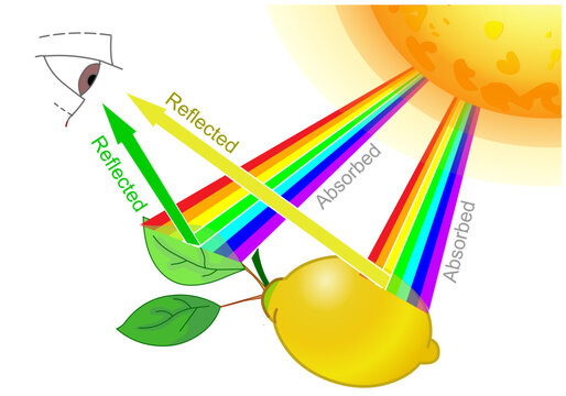 Reflection of yellow lemon, green leaf on eye. Reflected, absorbed, transmitting. Seeing colors, Effect of white light on materials. Sunlight, Sunshine, rainbow colour. Illustration vector