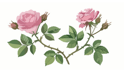 Obraz premium Prompt: Watercolor illustration of a blooming bush rose with soft pink flowers, lush green leaves, and detailed thorny stems, arranged as a botanical composition, climbing garden rose style, delicate 