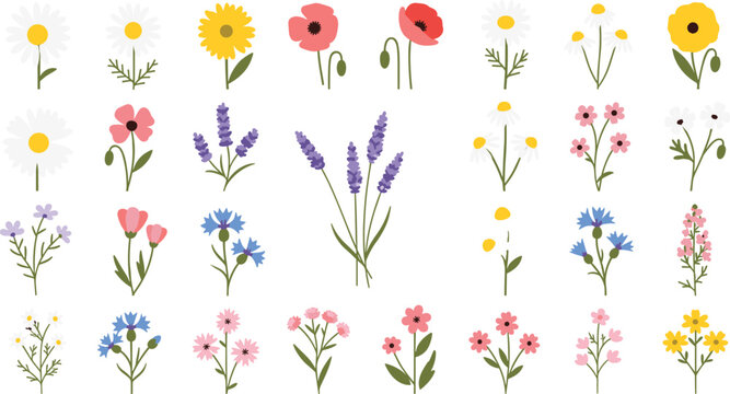 Cute wildflower collection with colorful floral elements including daisies lavender and small garden plants in flat style for spring design, patterns, and creative projects.