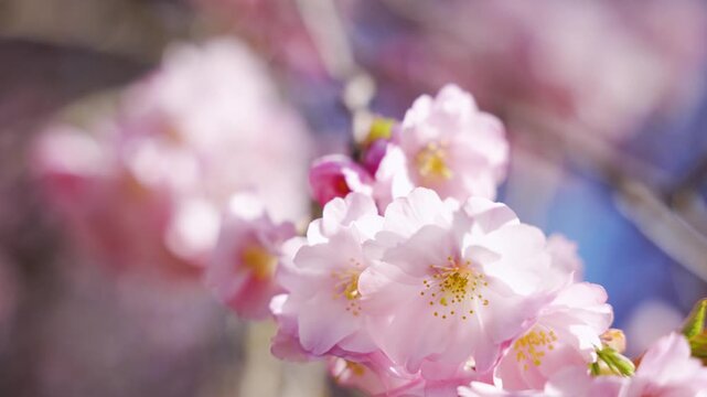 Wide view of blooming cherry trees covered in pink blossoms beneath a vivid blue sky, capturing the fullness of spring in Berlin.