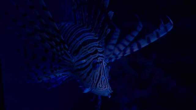 Aquatic fish in water with natural environment and soft light