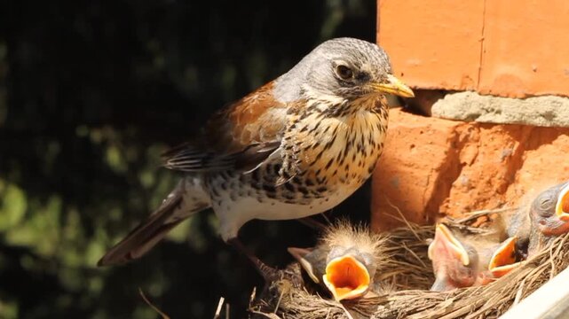 Fieldfare (Turdus pilaris) feeding chicks in the nest