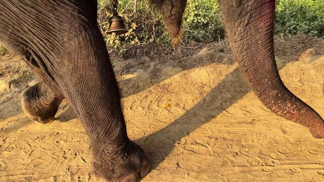Asian Elephant Legs Walking on Dry Soil Indian Wildlife Scene. Indian Elephant Legs and Footprints on Sandy Surface Closeup. Elephant Leg Closeup.