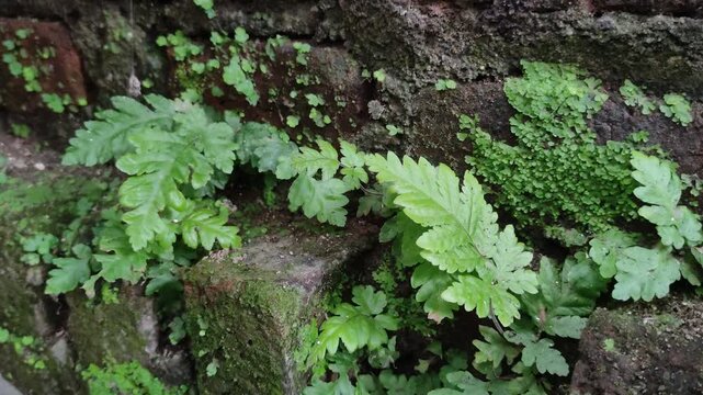Green ferns and moss thriving on a textured, weathered brick wall in damp environment. Perfect for concepts of growth, nature, tranquility and ecology.