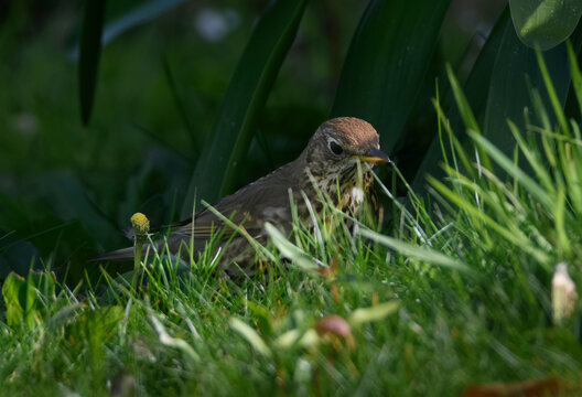 Oiseau Grive musicienne dans un jardin