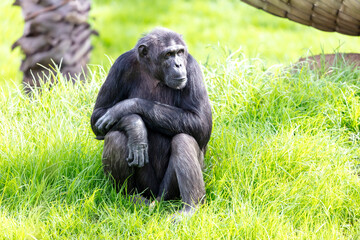 Naklejka premium Photograph of a Chimpanzee sitting on grass in the outdoors on a sunny day at a wildlife park in western Sydney in New South Wales, Australia