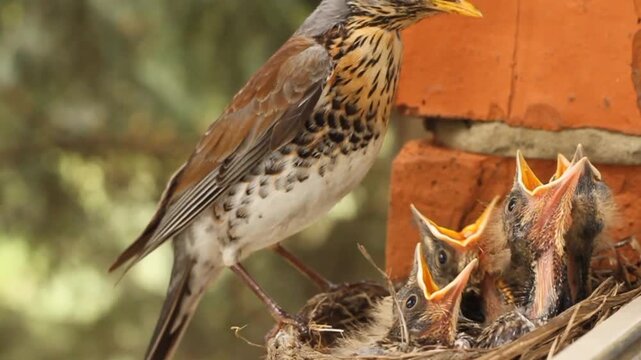 Fieldfare (Turdus pilaris) feeding chicks in the nest
