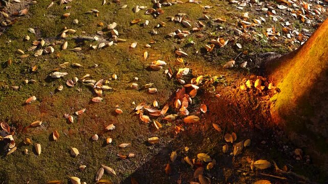 여의도 가을 단풍, Fallen Autumn Leaves on Mossy Ground in Warm Golden Sunlight, Seasonal Foliage at the Base of a Tree Trunk