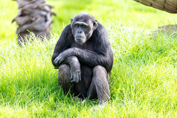 Naklejka premium Photograph of a Chimpanzee sitting on grass in the outdoors on a sunny day at a wildlife park in western Sydney in New South Wales, Australia
