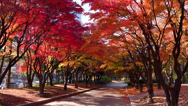 여의도 가을 단풍, Autumn Maple Trees Along a Park Path for Vibrant Seasonal Landscape