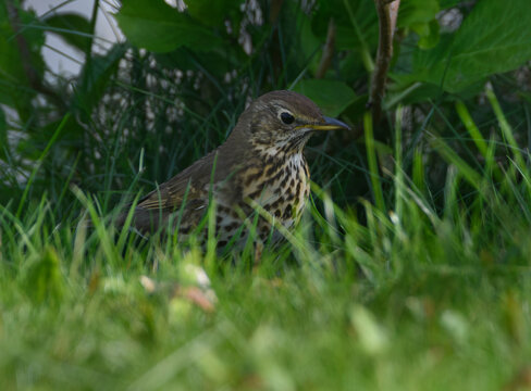 Oiseau Grive musicienne dans un jardin