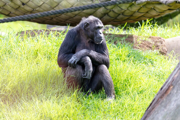 Naklejka premium Photograph of a Chimpanzee sitting on grass in the outdoors on a sunny day at a wildlife park in western Sydney in New South Wales, Australia