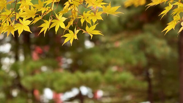여의도 가을 단풍, Yellow Maple Leaves in Autumn Light for Seasonal Nature Background Design